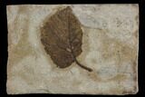 Miocene Fossil Oak Leaf (Quercus) - Nebraska #130420-1